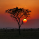 Tansania: Safari-Abenteuer und Sansibar - Vorschau