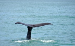 Pottwal vor La Gomera  (Bild: Whale tail I, Appie Verschoor, CC BY-SA)
